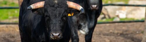 Fin des corralejas et des coleos en Colombie
